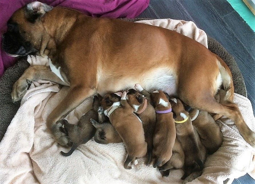 Du Jardin Des Canailloux - LES BEBES ONT 10 JOURS ...