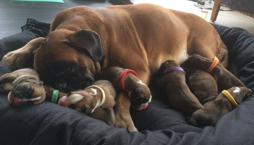 Du Jardin Des Canailloux - Les bébés sont bien arrivés ... 