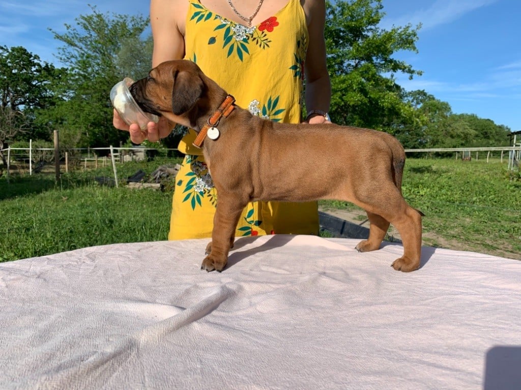 De Messipierre - Chiots disponibles - Rhodesian Ridgeback