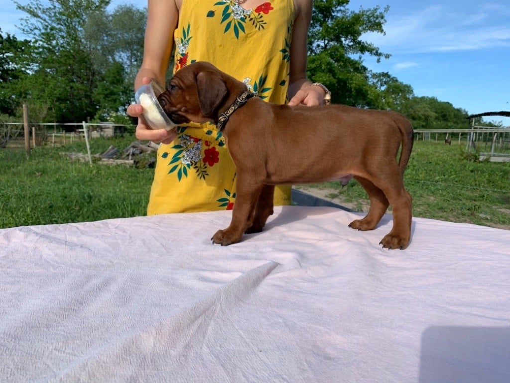 De Messipierre - Chiots disponibles - Rhodesian Ridgeback