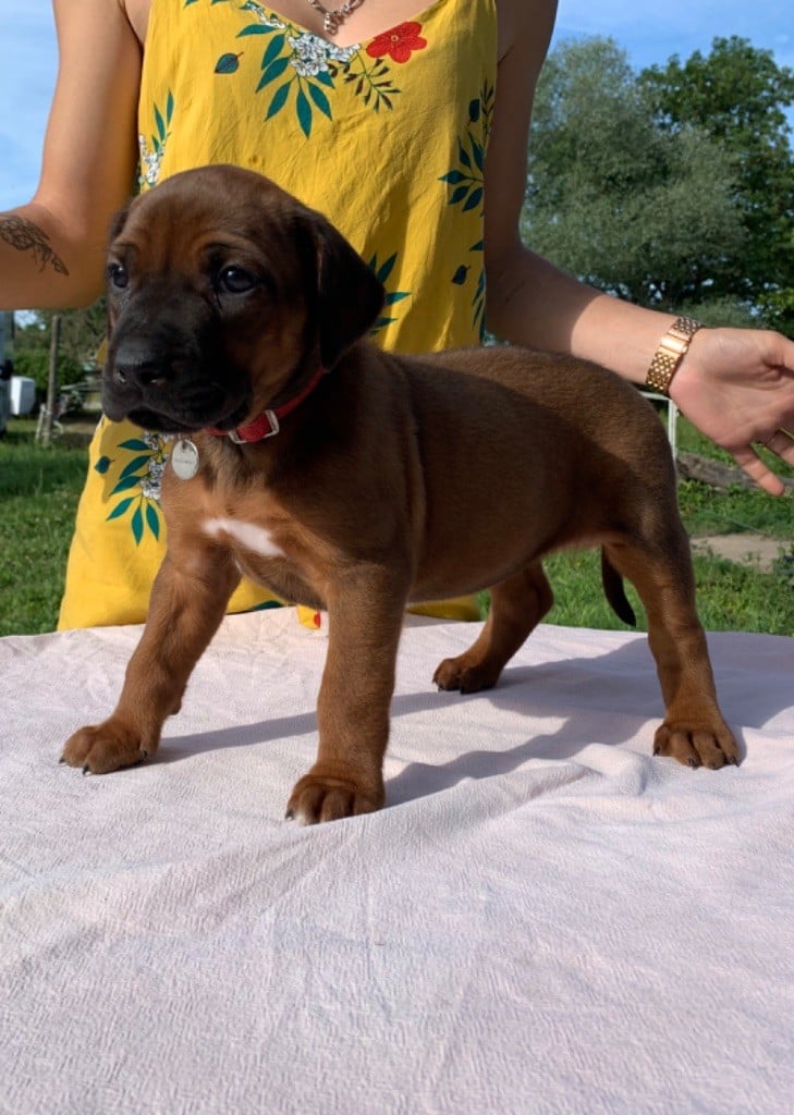 De Messipierre - Chiots disponibles - Rhodesian Ridgeback