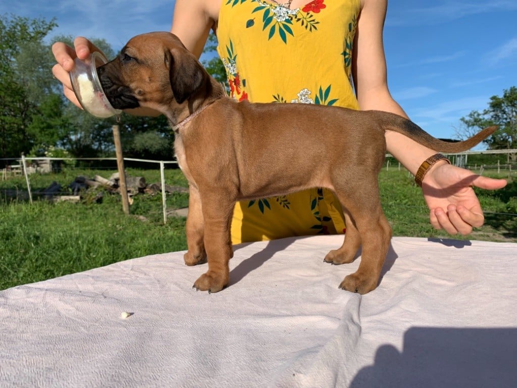 De Messipierre - Chiots disponibles - Rhodesian Ridgeback