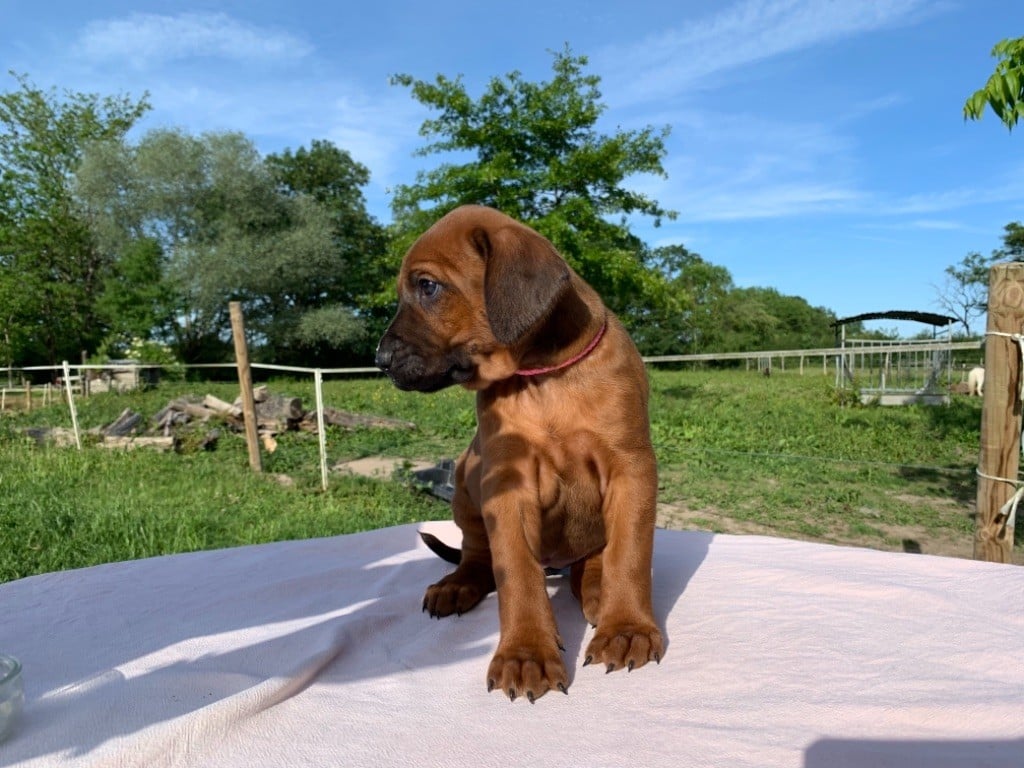 De Messipierre - Chiots disponibles - Rhodesian Ridgeback