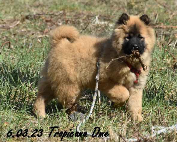 Des Montagnes Eternelles - Eurasier - Portée née le 18/11/2022