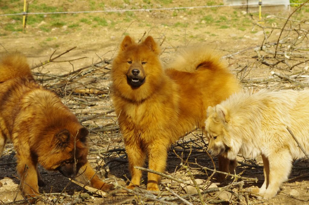 Des Montagnes Eternelles - Eurasier - Portée née le 15/04/2022