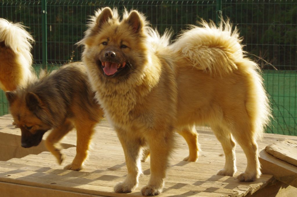 Des Montagnes Eternelles - Eurasier - Portée née le 07/02/2022