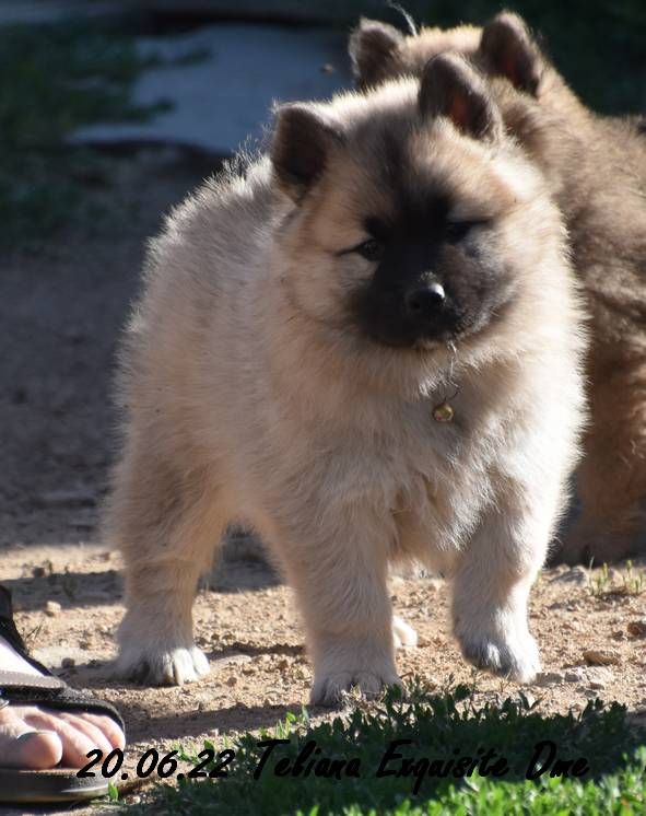 Des Montagnes Eternelles - Eurasier - Portée née le 02/05/2022