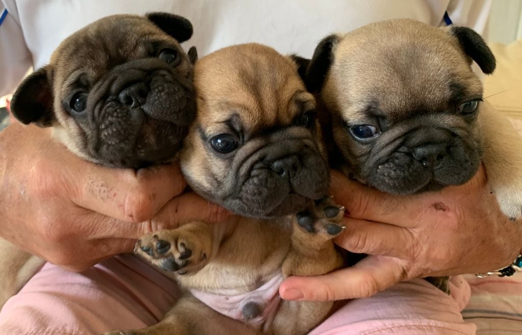 Chiot Bouledogue français Du Parc Des Cardonniers