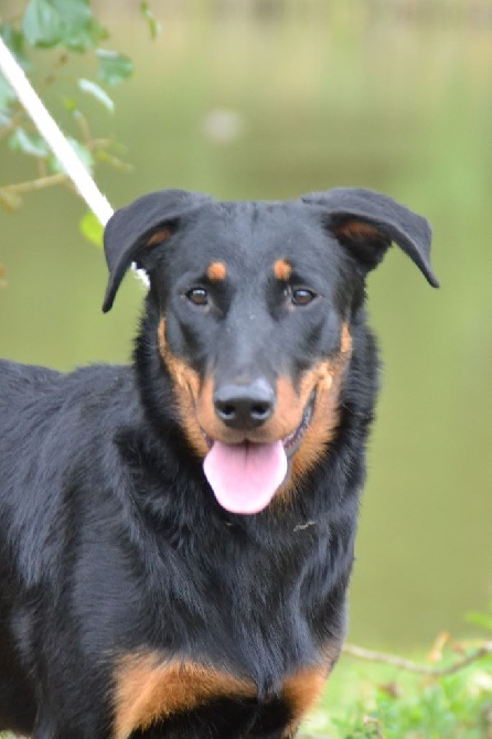 De L'Allée Des Bois - Exposition de St Etienne "spéciale beaucerons" Jewel-Louve....