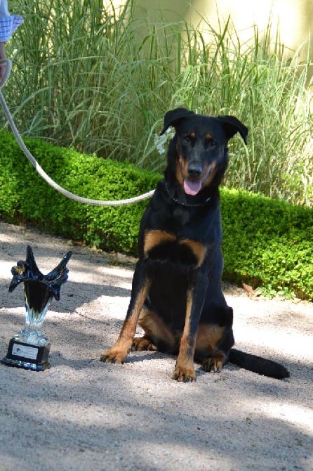 De L'Allée Des Bois - Jewel-Louve remporte une coupe!