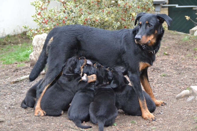 De L'Allée Des Bois - Les chiots ont tous rejoint leurs familles.