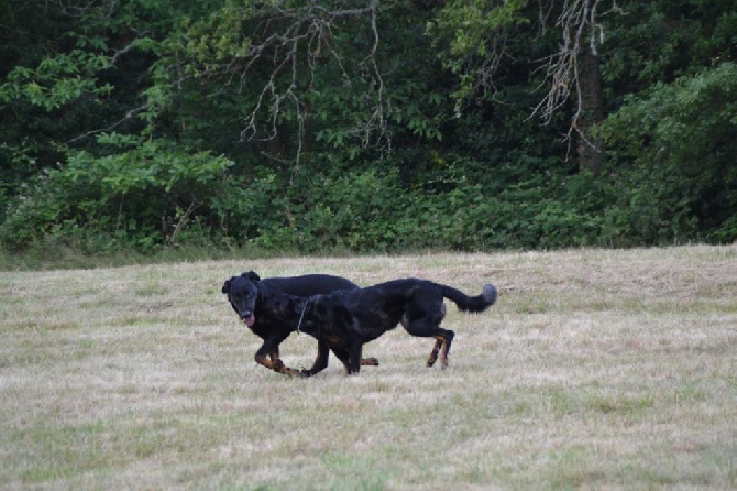 De L'Allée Des Bois - Beaucerons 2 : cambrioleurs 0