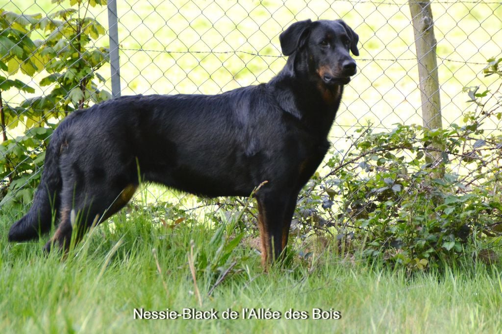 Nessie-Black CACS au Championnat de France