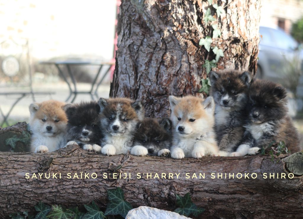 Chiot Akita Des Fideles Akita Ken