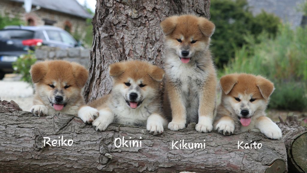 Chiot Akita Des Fideles Akita Ken