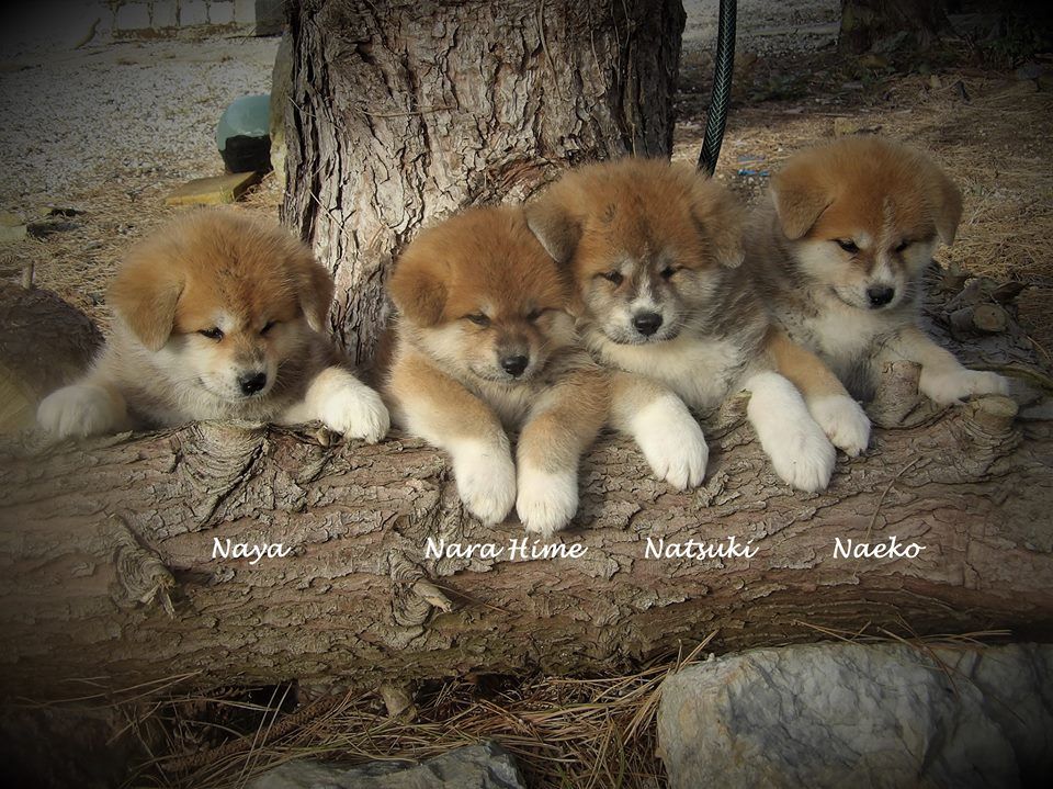 Chiot Akita Des Fideles Akita Ken