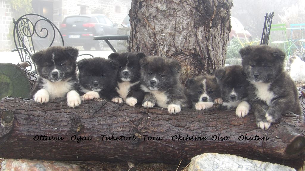 Chiot Akita Des Fideles Akita Ken