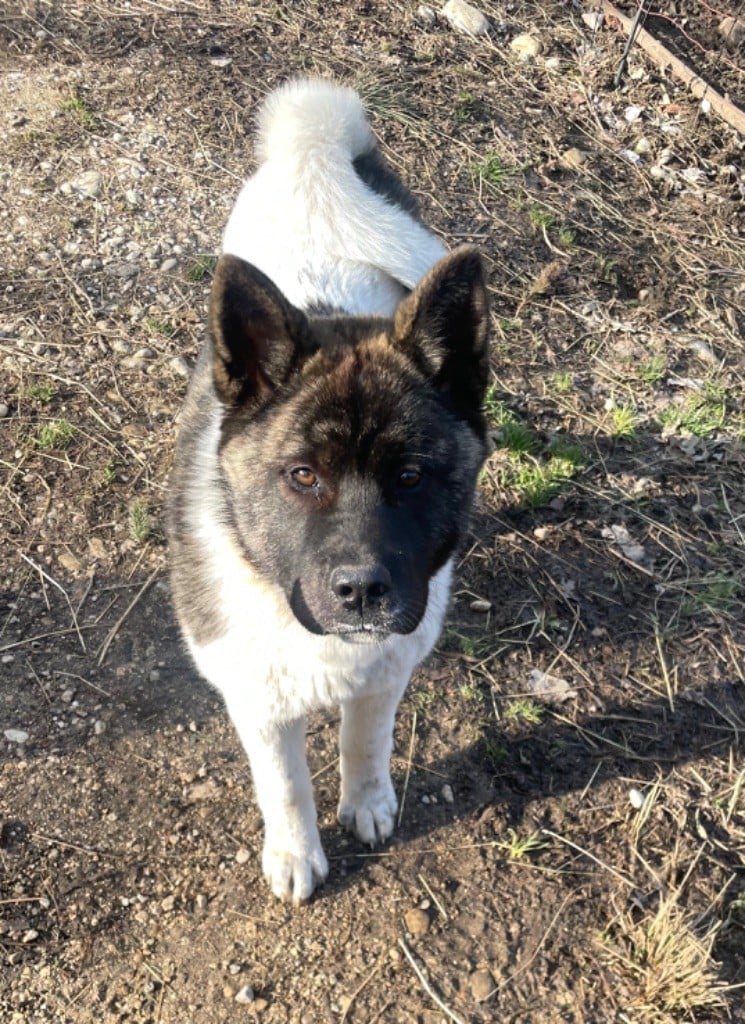 Du Croc Mignon De La Grotte - Chiots disponibles - Akita americain