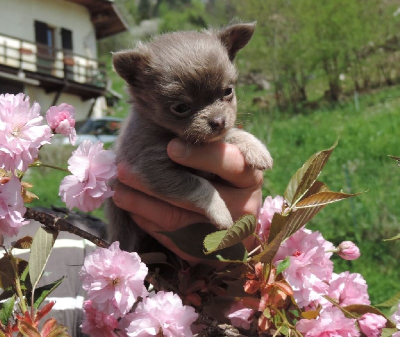 Du Croc Mignon De La Grotte - Chihuahua - Portée née le 15/03/2015