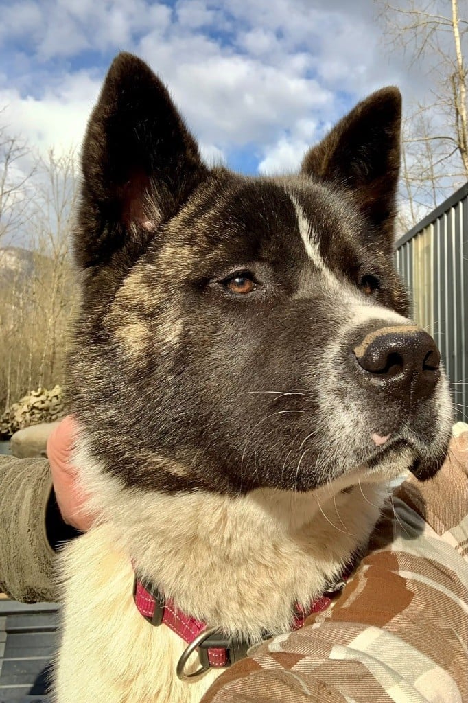 Du Croc Mignon De La Grotte - Chiots disponibles - Akita americain