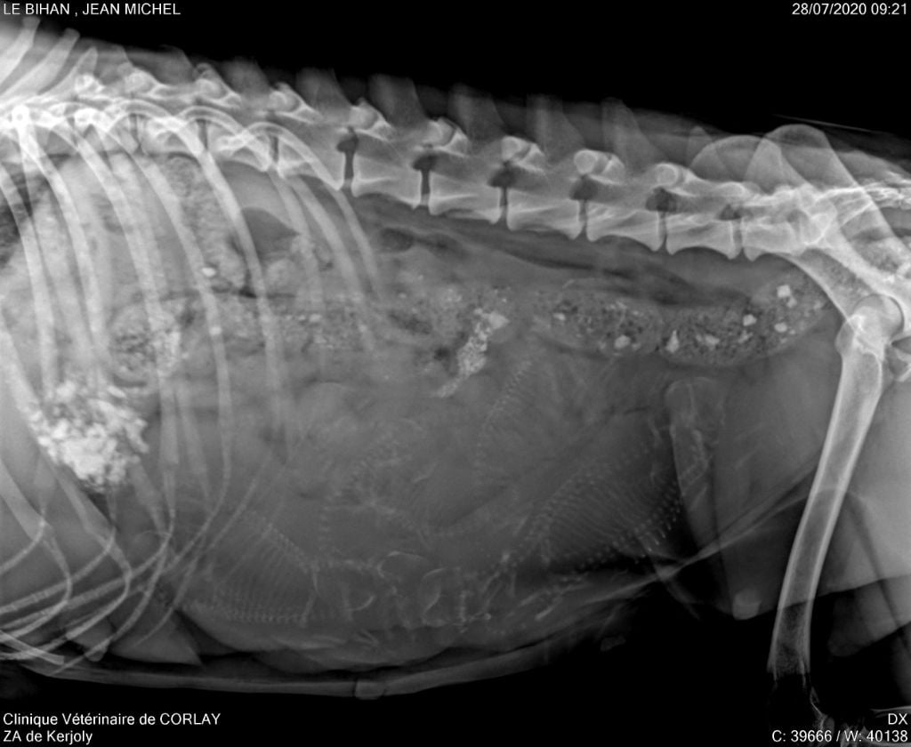 Des Rives De Guerlédan - Radiographie de Jade des rives de Guerlédan