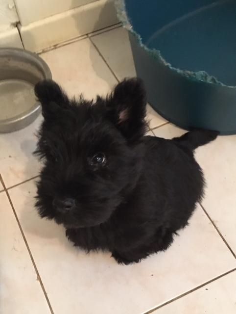 De La Hupinière - Scottish Terrier - Portée née le 19/11/2017