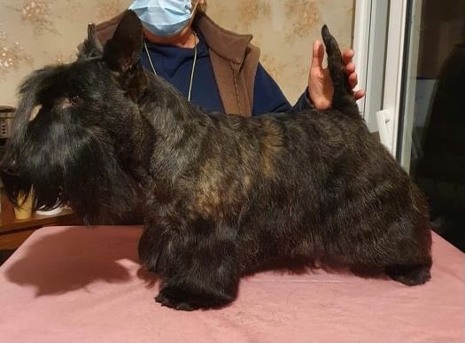 De La Hupinière - Scottish Terrier - Portée née le 21/08/2021