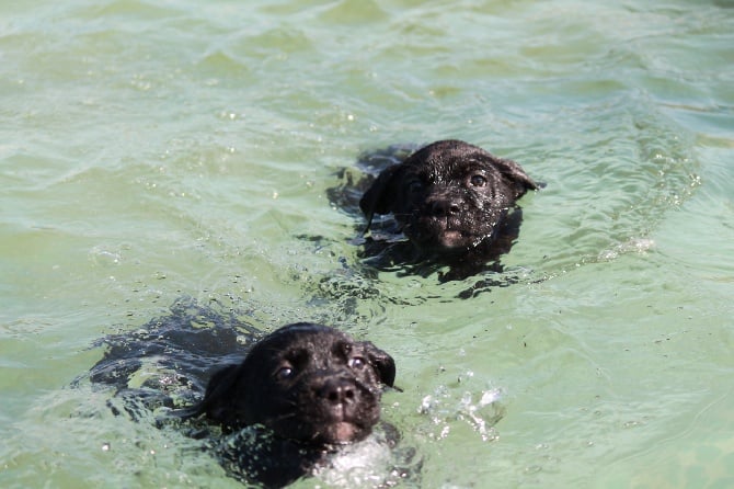 Chiots avec programme de travail disponibles