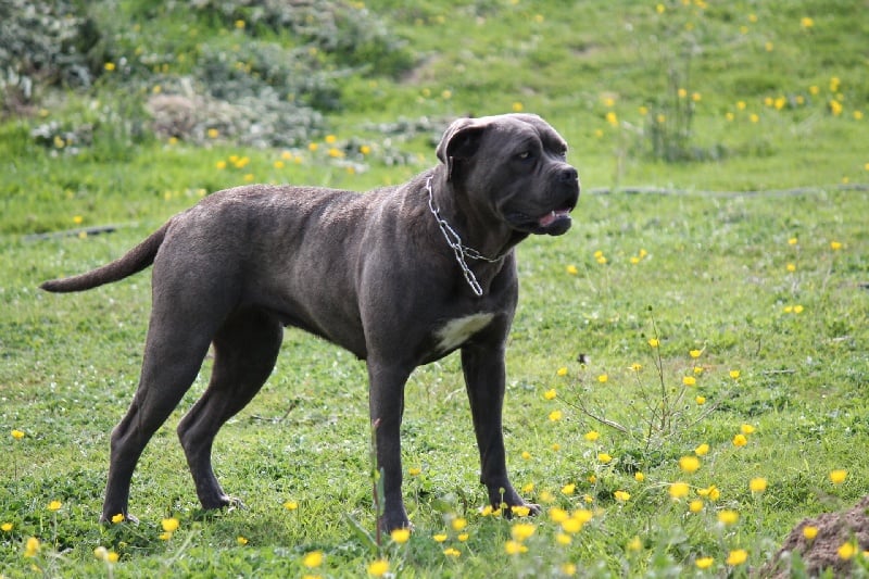 Du Clos Kerberos - Chiots disponibles - Cane Corso