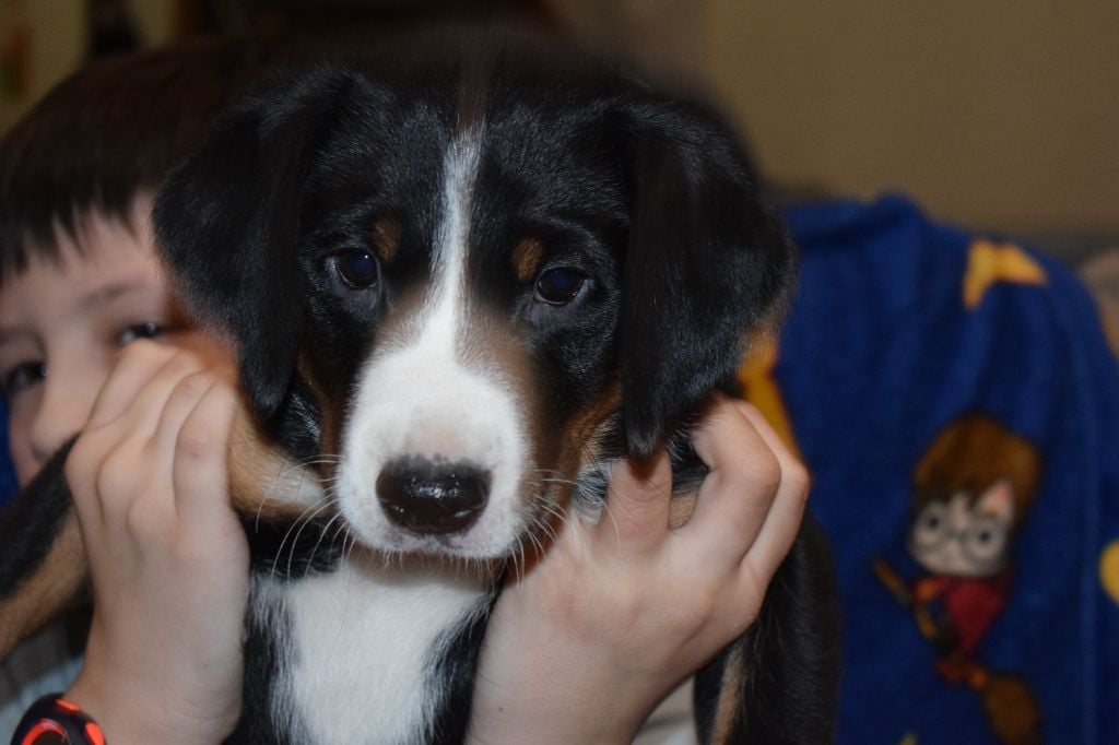 Shiva's Dream - Chiots disponibles - Bouvier de l'Appenzell (appenzellois)