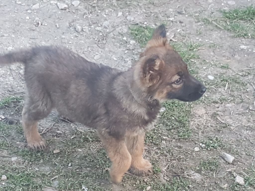 Du Fort De La Trapp - Chiots disponibles - Berger Allemand