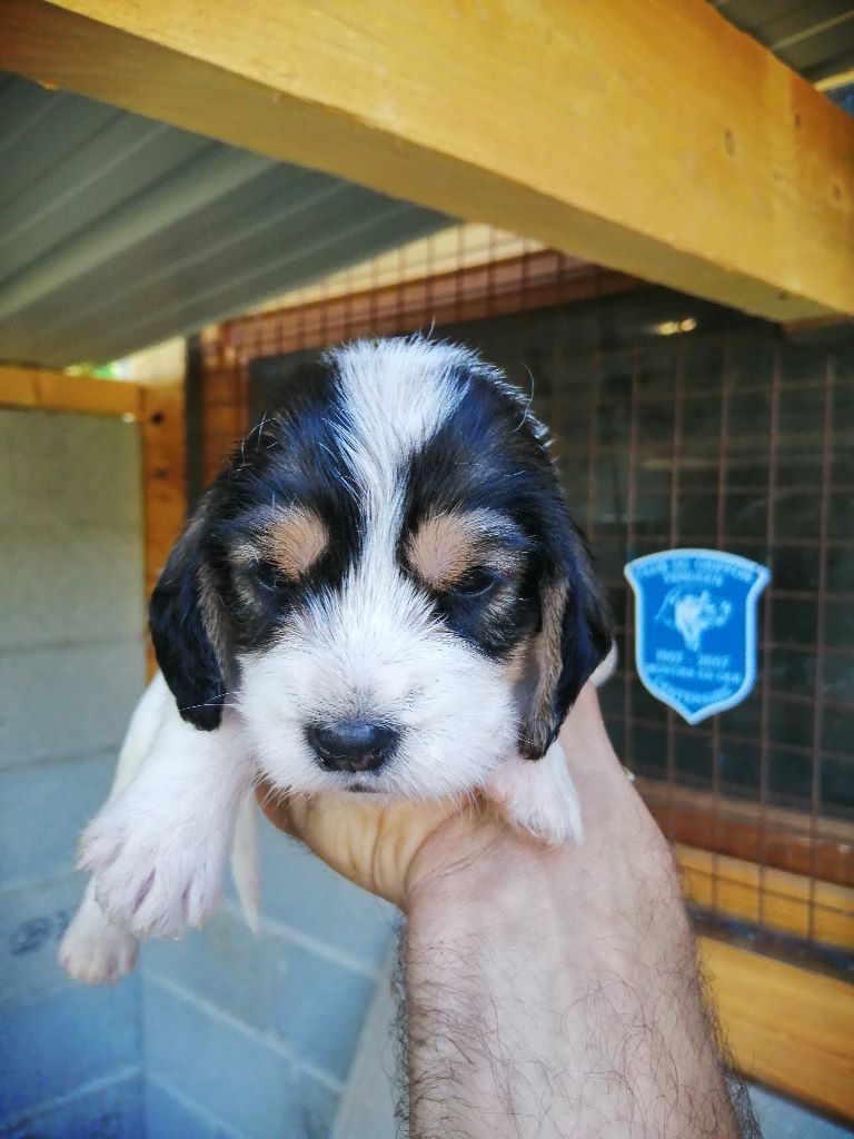 Des Ronciers De La Brenne - Petit Basset griffon vendeen - Portée née le 10/06/2019