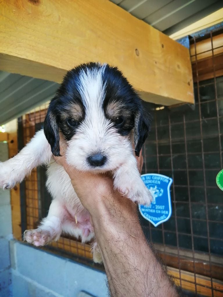 Des Ronciers De La Brenne - Petit Basset griffon vendeen - Portée née le 09/06/2019