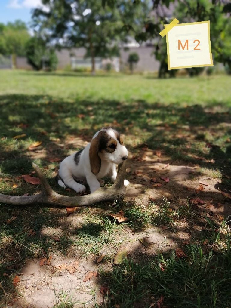 Des Ronciers De La Brenne - Petit Basset griffon vendeen - Portée née le 15/05/2020