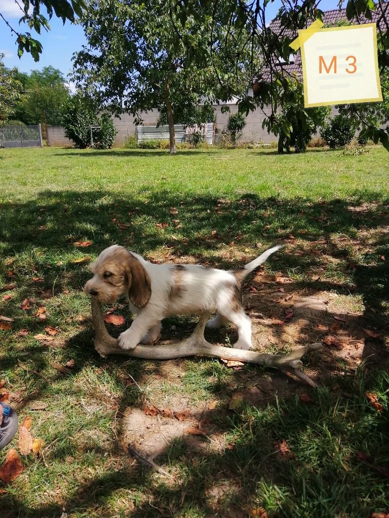 Des Ronciers De La Brenne - Petit Basset griffon vendeen - Portée née le 05/05/2020