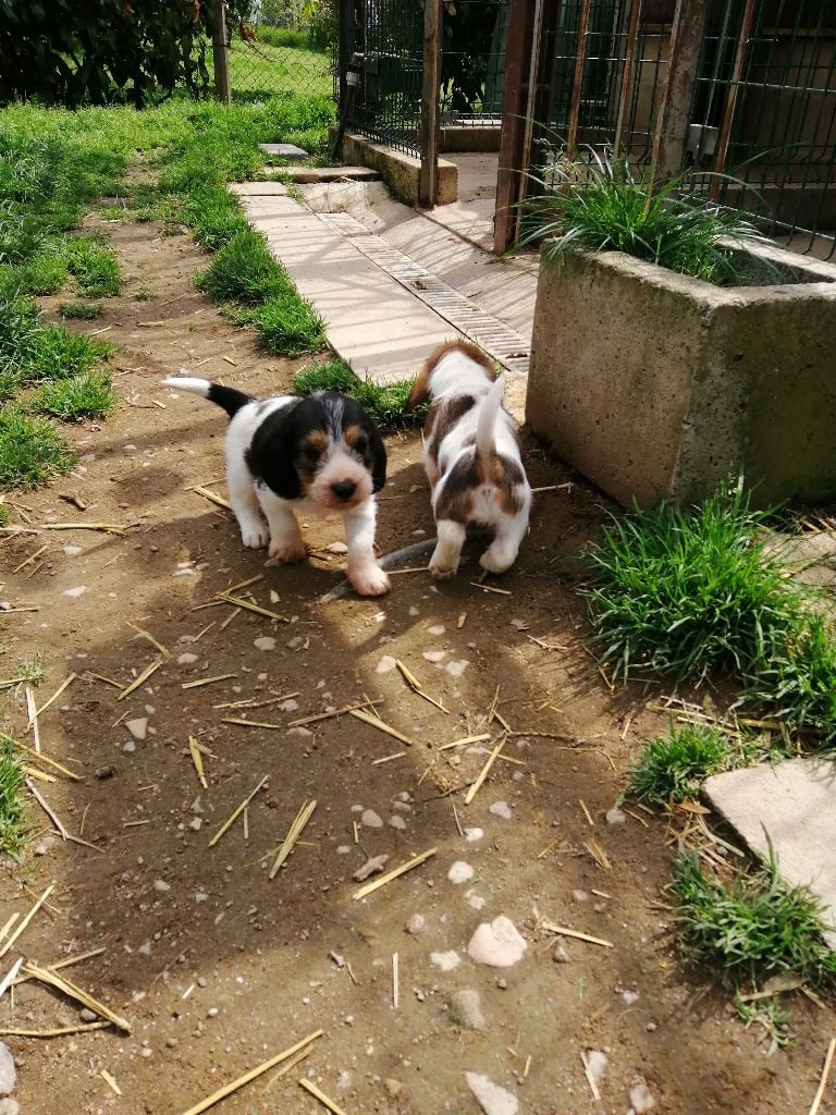 Des Ronciers De La Brenne - Petit Basset griffon vendeen - Portée née le 16/03/2019