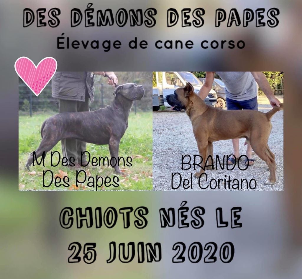 Chiot Cane Corso Des Démons Des Papes