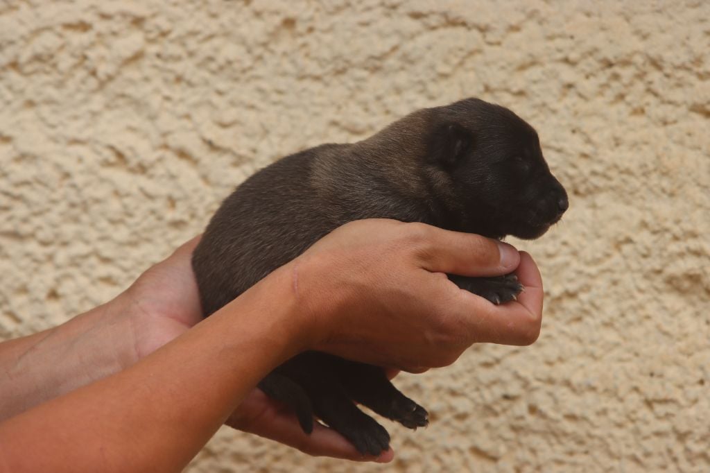 Of City Dream's - Chiots disponibles - Berger Belge