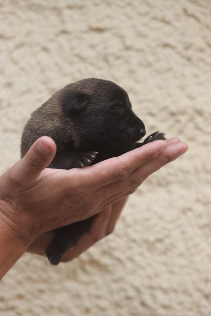 Of City Dream's - Chiots disponibles - Berger Belge