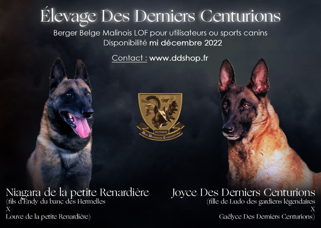 Des Derniers Centurions - Arrivée de chiots malinois 