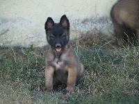 CHIOT