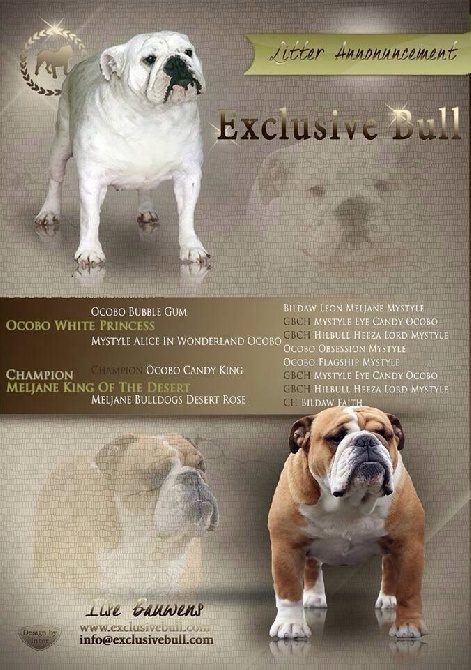 Exclusive Bull - 