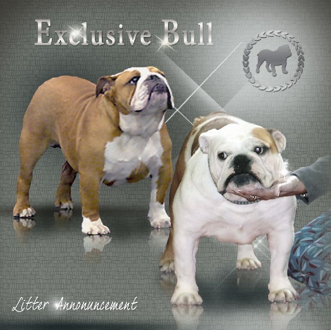 Exclusive Bull - 