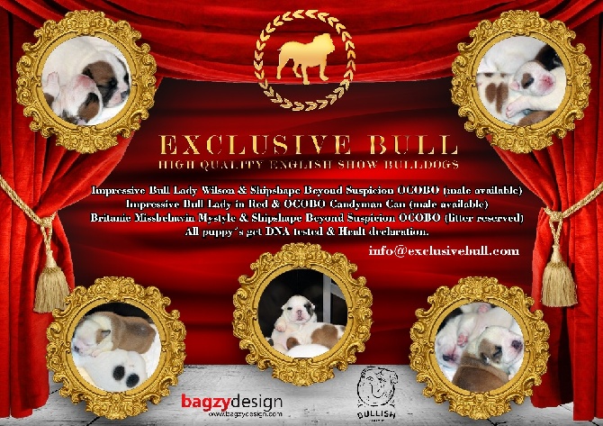 Exclusive Bull - 