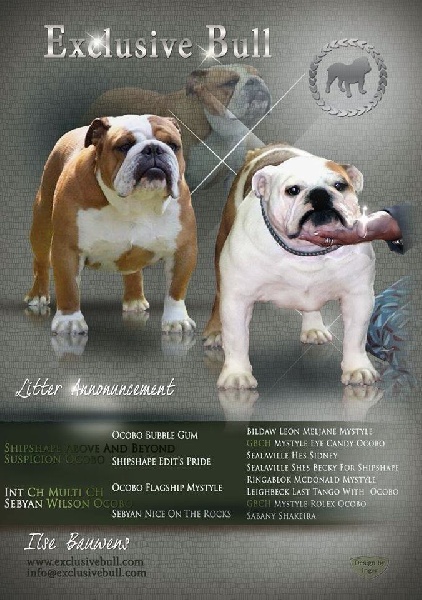 Exclusive Bull - Bulldog Anglais - Portée née le 27/10/2015