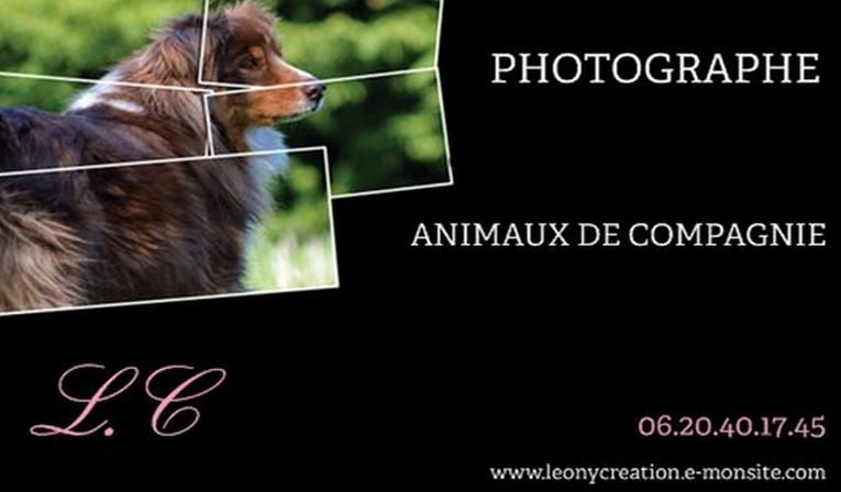 Photographe animaux de compagnie