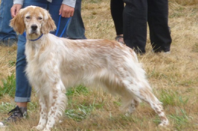 Du Touchaud - régionale setter chaize le vicomte 26 juillet 2015