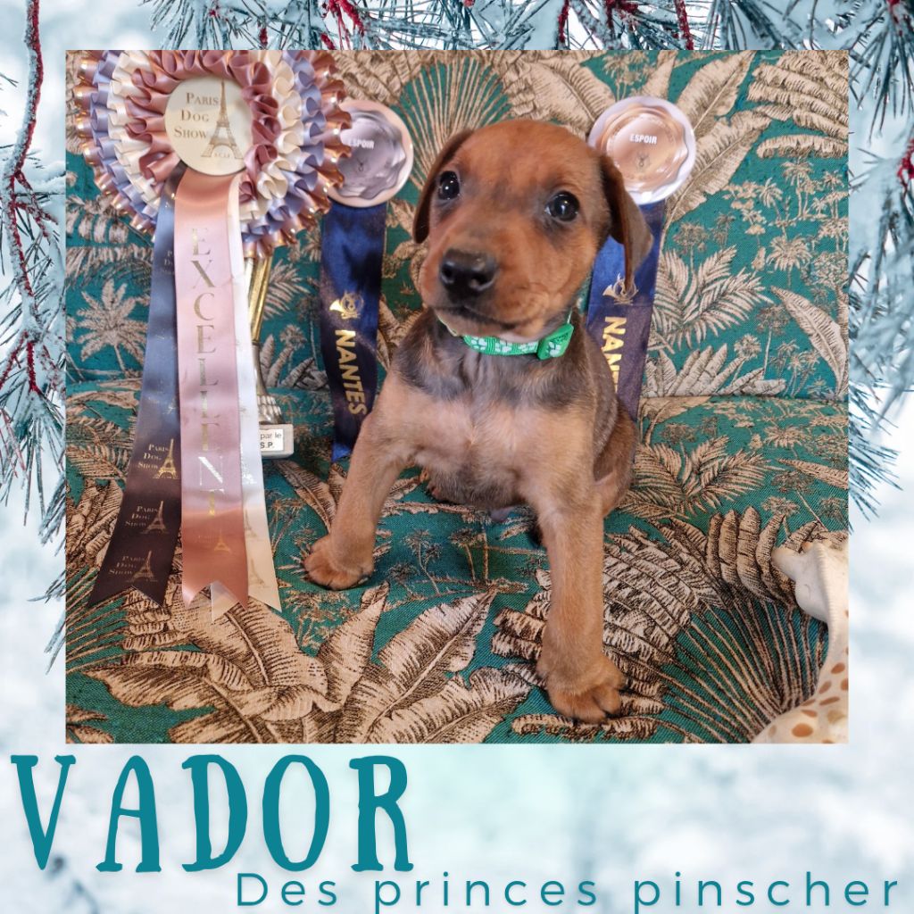 des Princes Pinscher - Chiots disponibles - Pinscher Allemand