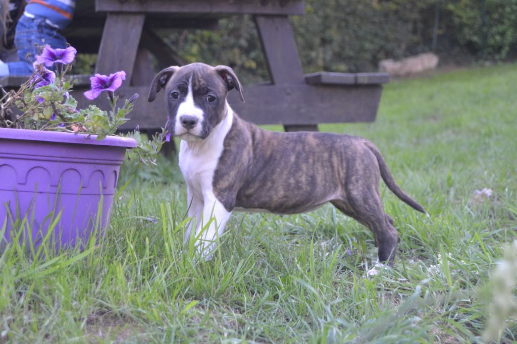 Pure Happiness Of Aveny - Chiots disponibles - American Staffordshire Terrier