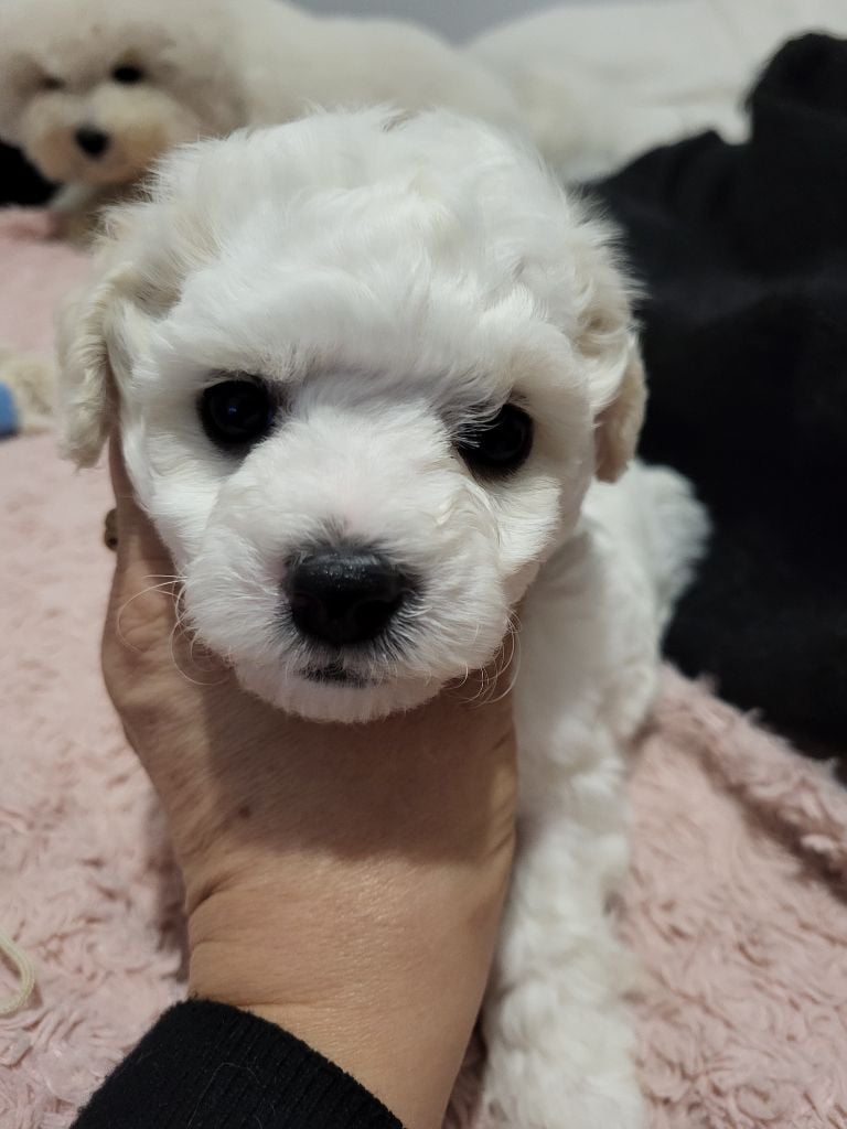 Des Perles D'houvelin - Chiots disponibles - Bichon Frise